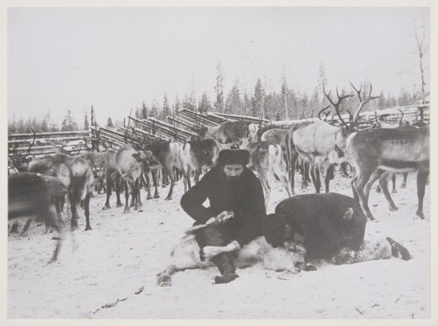 Оленеводство у карел // Архангельские губернские ведомости 1910 г.